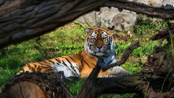 Free tiger is sitting on the grass field hd animals wallpaper download