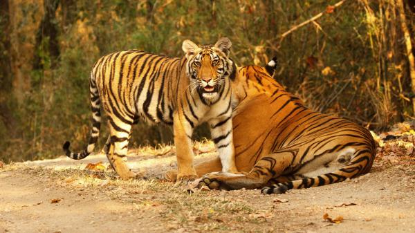 Free tiger is standing near lying down tiger during daytime in the forest 4k hd animals wallpaper download