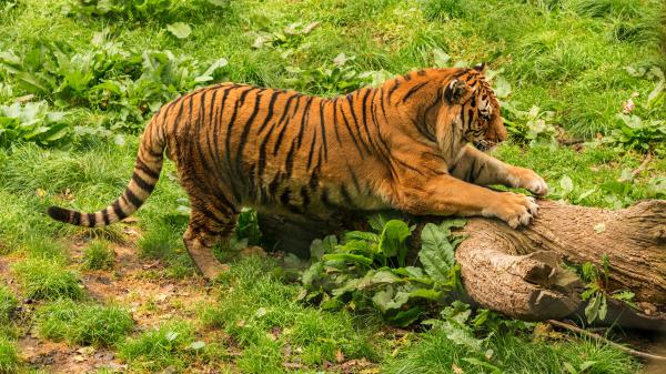 Free tiger is standing on tree trunk around green grass 4k hd animals wallpaper download