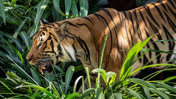 Free tiger is walking in the middle of green grass hd animals wallpaper download