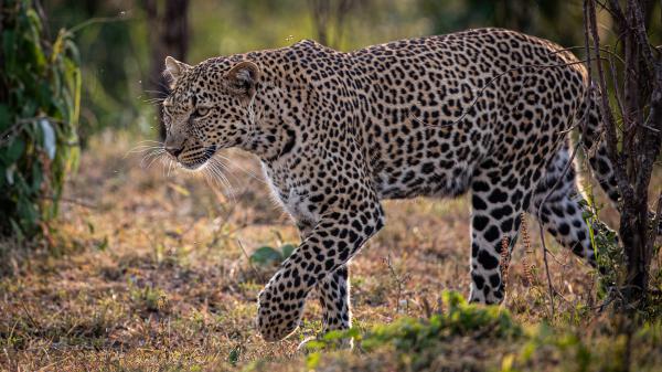 Free tiger is walking on dry grass in forest 4k hd animals wallpaper download