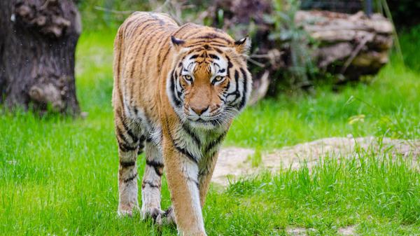 Free tiger is walking on green grass 4k hd animals wallpaper download