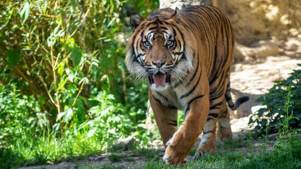 Free tiger is walking on green grass with tongue out during daytime 4k hd animals wallpaper download