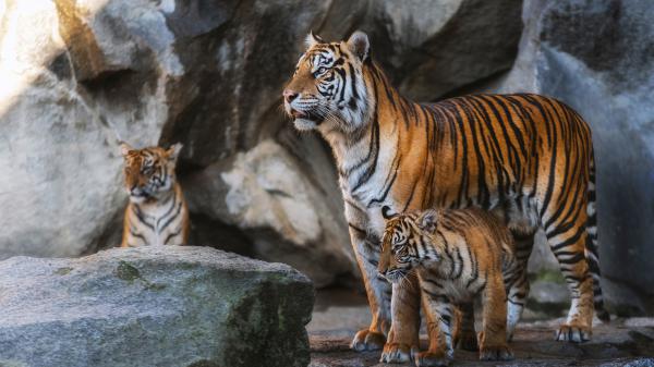 Free tiger is walking on road near body of water 4k 5k hd animals wallpaper download