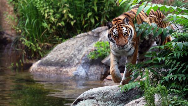 Free tiger is walking on rock near body of water around plants hd animals wallpaper download