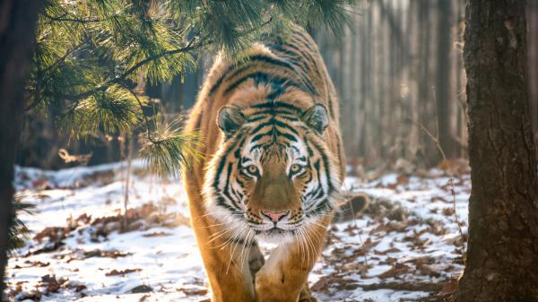 Free tiger is walking on show in the forest hd animals wallpaper download