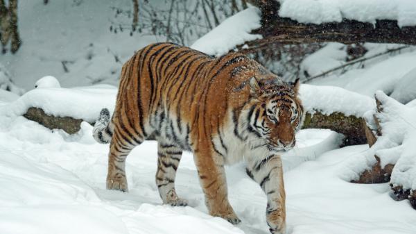 Free tiger is walking on snow field during daytime hd animals wallpaper download