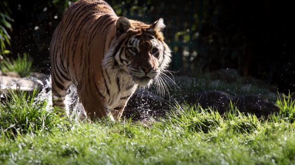 Free tiger is walking on water near green grass field 4k hd animals wallpaper download