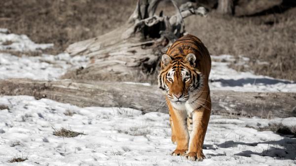 Free tiger is walking on white sand during daytime hd tiger wallpaper download