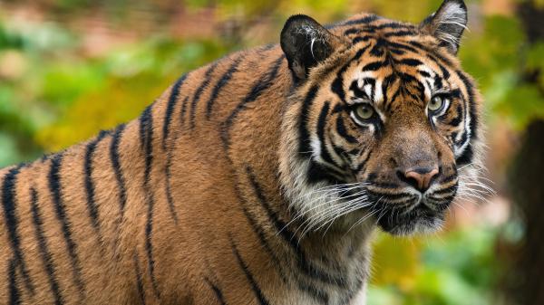 Free tiger look 4k hd wallpaper download