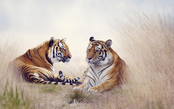 Free tiger pair 5k wallpaper download