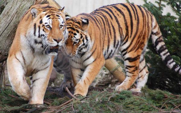 Free tiger pair wallpaper download