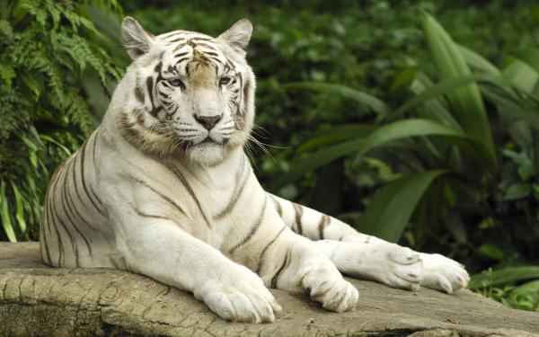 Free tiger panthera tigris singapore wallpaper download