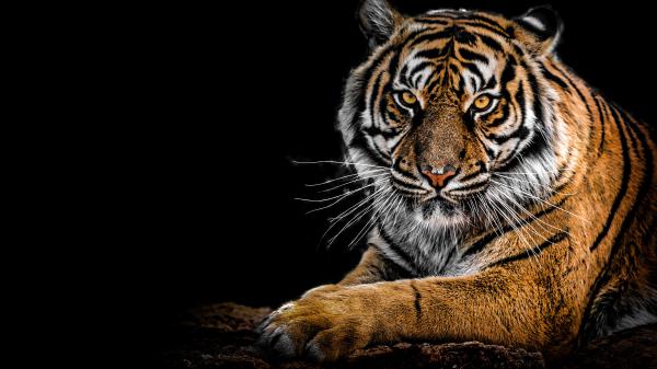 Free tiger portrait 4k wallpaper download