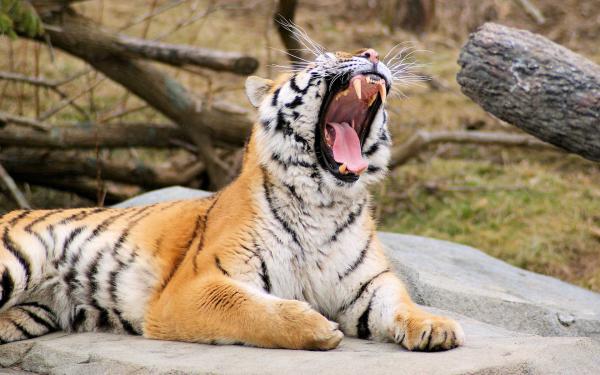 Free tiger roaring wallpaper download