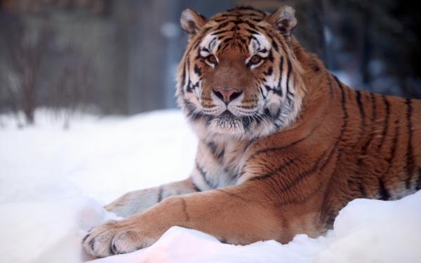 Free tiger snow wide wallpaper download