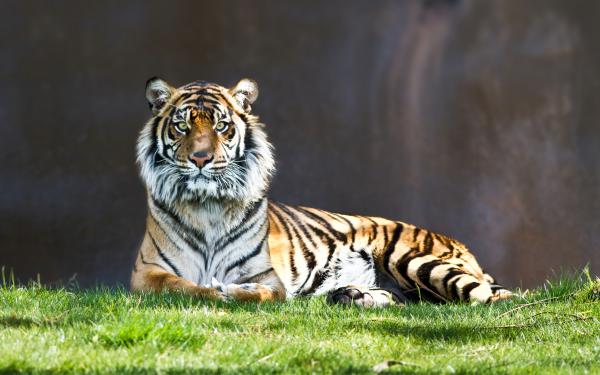 Free tiger staring wallpaper download