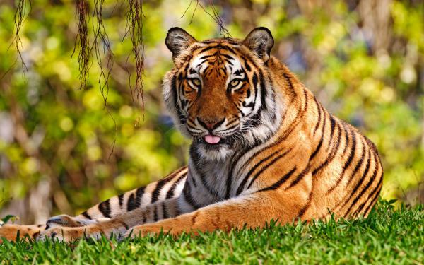 Free tiger widescreen wallpaper download