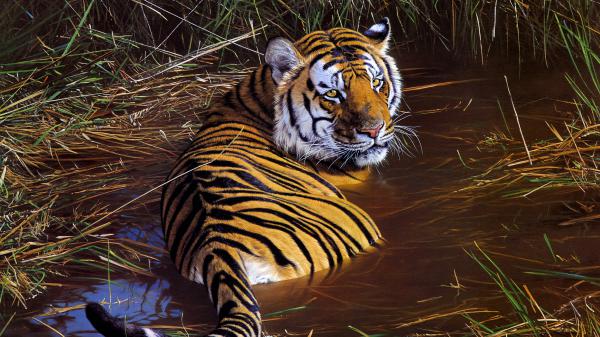 Free tiger wildlife artwork 4k wallpaper download