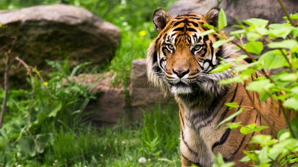 Free tiger with background of rock 4k 5k hd animals wallpaper download