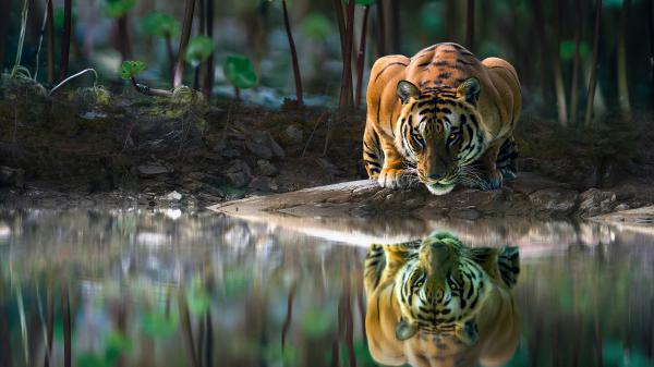 Free tiger with glowing eyes is drinking water 4k hd animals wallpaper download