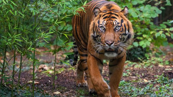 Free tiger with gray eyes 4k 5k hd animals wallpaper download