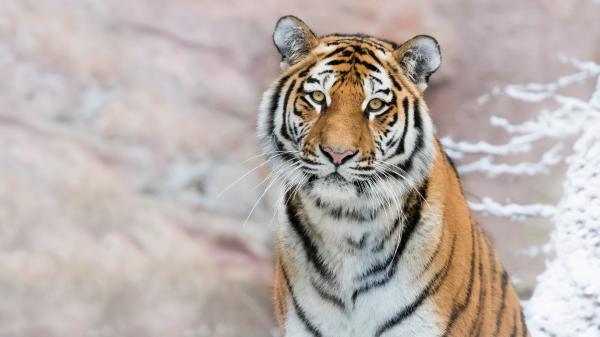 Free tiger with shallow background hd animals wallpaper download