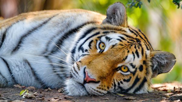 Free tiger with yellow eyes 4k 5k hd animals wallpaper download