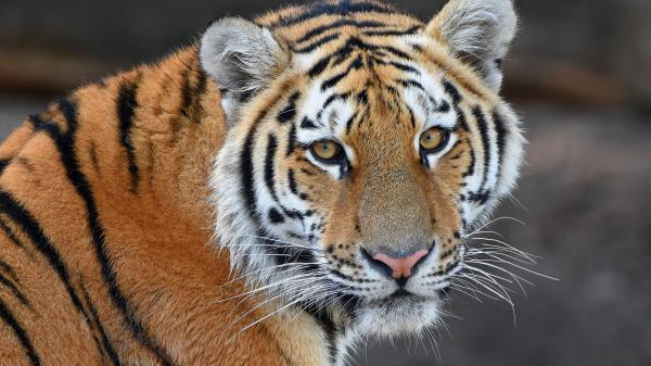 Free tiger with yellow eyes in blur background hd animals wallpaper download