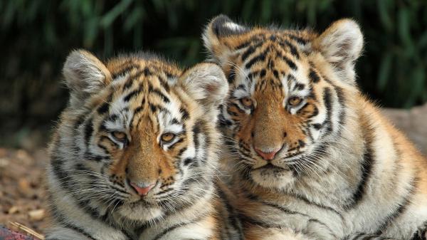 Free tigers 4k hd animals wallpaper download