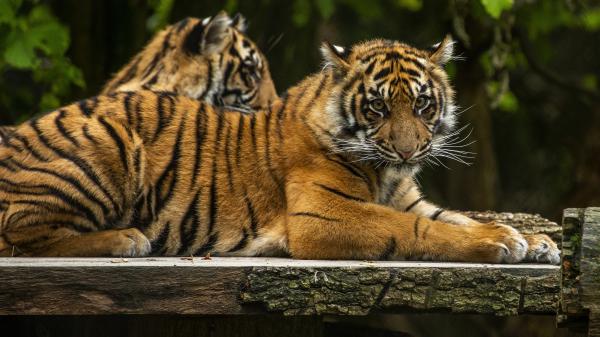 Free tigers are lying down on bench 4k hd animals wallpaper download