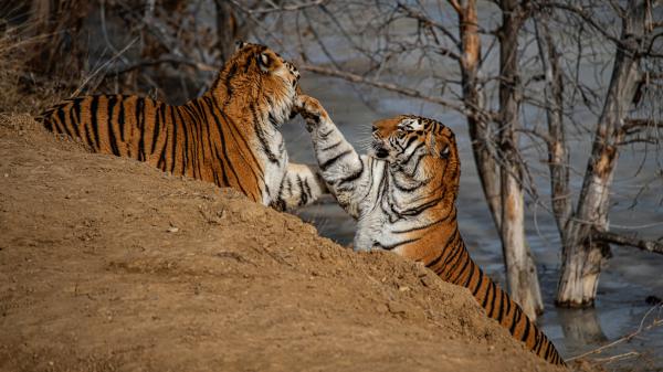 Free tigers are playing on slope of sand near body of water 4k hd animals wallpaper download