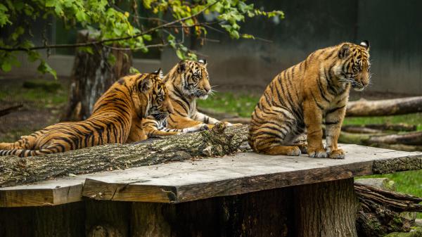 Free tigers are sitting on brown wooden bench during daytime 4k hd animals wallpaper download