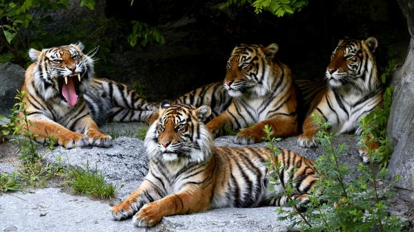 Free tigers are sitting on rock stones 4k hd animals wallpaper download