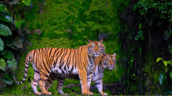 Free tigers are standing with background of algae rock 4k 5k hd animals wallpaper download