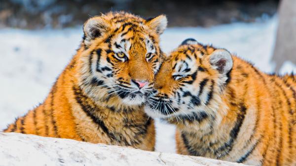 Free tigers pair 4k wallpaper download