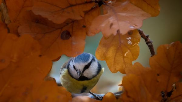 Free titmouse focused from leaf gap hd birds wallpaper download