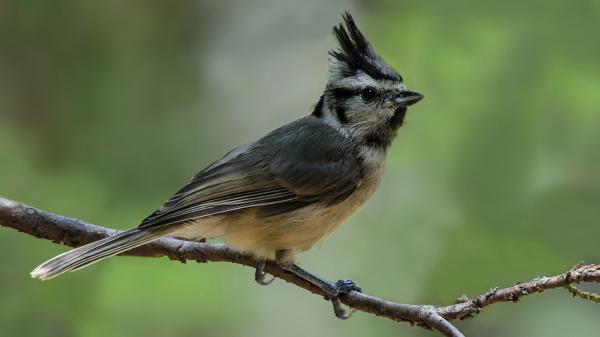 Free titmouse is standing on small branch with blur background hd birds wallpaper download