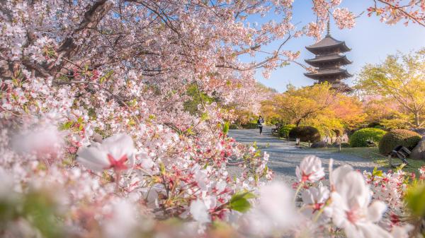 Free toji temple japan kyoto pagoda park with blossom sakura spring flower hd travel wallpaper download