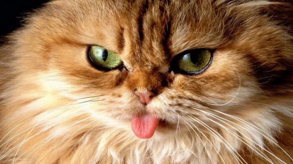 Free tongue showing cat with green eyes hd cat wallpaper download