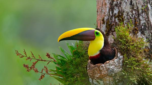 Free toucan beak bird 4k 5k hd birds wallpaper download