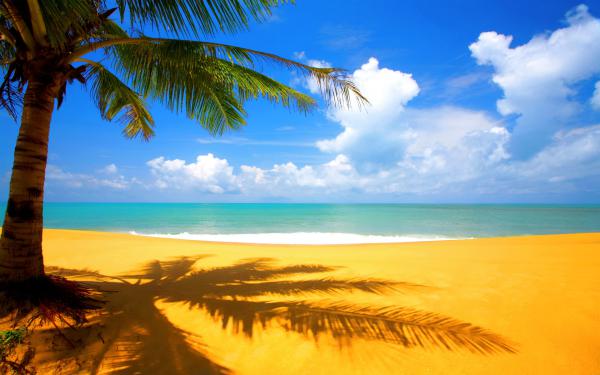 free tree beach side wallpaper download