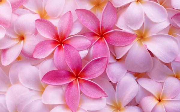 Free tropical plumeria wallpaper download