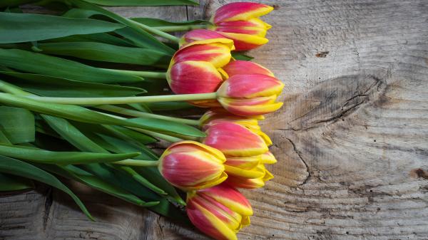 Free tulip 4k 5k hd 2 wallpaper download