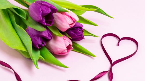 Free tulip 4k 5k hd wallpaper download