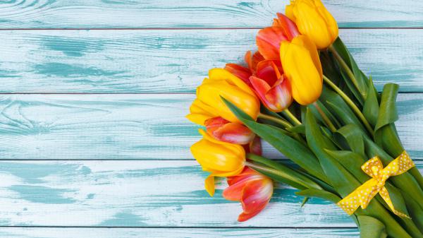 Free tulip flower 4k 5k hd wallpaper download