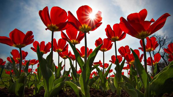 Free tulip flower hd wallpaper download