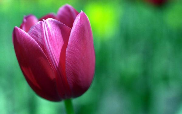 Free tulip flower hd wide wallpaper download