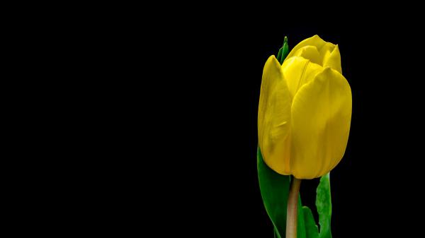 Free tulip flower yellow plant petals 4k hd wallpaper download