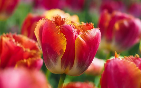 Free tulip flowers 5k wallpaper download